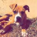 https://fr.holidog.com/ImagesPetSitters/E15BEF00-7CF8-4219-AEE3-95659369B8E6_square_120.jpg Etudiante-adorant-les-chiens--379056-2
