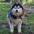 https://fr.holidog.com/ImagesPetSitters/E1E6E294-DB0A-434E-B00C-1FCBB42CBE3C_square_120.jpg Au-service-des-toutous--1044515-2
