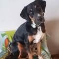 https://fr.holidog.com/ImagesPetSitters/E20BECE6-3BF0-41ED-BCCE-4DA551A07117_square_120.jpg Une-amoureuse-des-animaux-412365-2
