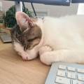 https://fr.holidog.com/ImagesPetSitters/E2D8E43D-722C-4E8F-9294-ABA79BA3C49B_square_120.jpg Petsitting-doux-et-attentionné-1114186-3