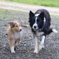 https://fr.holidog.com/ImagesPetSitters/E2E554A1-7F1A-4354-863D-3F300959273A_square_120.jpg passionnée-par-les-animaux-411632-1