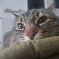 Amoureuse-des-animaux--1083171-3