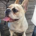 https://fr.holidog.com/ImagesPetSitters/E4B6D56D-DD9E-4D12-BEF1-8AE90A150193_square_120.jpg Petsitter-:-une-véritable-passion-!-307860-0