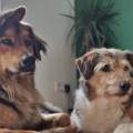 https://fr.holidog.com/ImagesPetSitters/E513EA88-ACDA-4F84-8CA6-829CE109E674_square_120.jpg 1058163-3