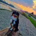 Le-bonheur-des-chiens--1065678-3