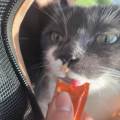 La-nounou-des-animaux-💜-1096818-3