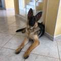 https://fr.holidog.com/ImagesPetSitters/E597A12C-D325-49E0-9440-53A6121898E3_square_120.jpg Parter-tranquille-!-118848-0