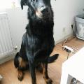 https://fr.holidog.com/ImagesPetSitters/E6B6FF86-A1E1-42B5-8850-1023820E1074_square_120.jpg 63573-2