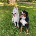 PetSitter-de-confiance-949184-0