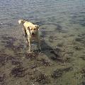 https://fr.holidog.com/ImagesPetSitters/E6F9686F-4C65-4142-A651-6636C41C6DF6_square_120.jpg Morgane---Comportementaliste-12159-3