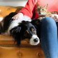 Pet-Sitter-à-la-campagne-982279-0