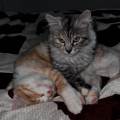 https://fr.holidog.com/ImagesPetSitters/E78F085D-B19E-4903-B0FC-430E0CF62CAC_square_120.jpg L’amoureuse-des-Animaux--1078454-3