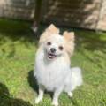 https://fr.holidog.com/ImagesPetSitters/E7BF44A7-B888-4C2D-BE88-BD195D469697_square_120.jpg Services-de-Garde-et-Promenade-1089972-3