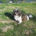 https://fr.holidog.com/ImagesPetSitters/E8D2A775-6613-4994-86E3-C999DCD7D19A_square_120.jpg garde-de-chiens-369215-0