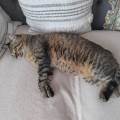 Animaux-=-Bonne-humeur-:)-1111649-3