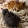 https://fr.holidog.com/ImagesPetSitters/E9157D3C-4A9B-498E-A46C-24A83DA3C5AF_square_120.jpg Le-paradis-des-chiens-1158757-3