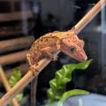 Petsitting-Chartres-et-alentours-527348-0