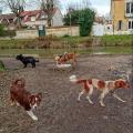 Pawsitive-holidays--206422-3