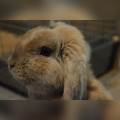 Rabbit-Loveuse-339075-1