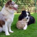 https://fr.holidog.com/ImagesPetSitters/EABDF255-8BD0-441B-8020-9AA07787DFF4_square_120.jpg Au-paradis-des-chiens-282376-2