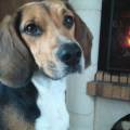 Etoiles-canines-1112295-0