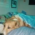 https://fr.holidog.com/ImagesPetSitters/EAFDEBBB-0960-4A4A-9FA5-16ED57DC8AAA_square_120.jpg 1048850-2