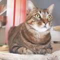 https://fr.holidog.com/ImagesPetSitters/EB014542-33C7-421E-A939-D2C38010E1BC_square_120.jpg Au-bonheur-des-animaux--440187-3