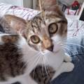 https://fr.holidog.com/ImagesPetSitters/EB8EC732-E75F-48AA-BAE4-30BB5F5698D6_square_120.jpg L'amie-des-chats-1161572-1