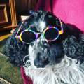 Jeune-pet-sitter-motivée-!--396278-1