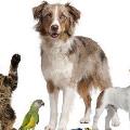 https://fr.holidog.com/ImagesPetSitters/EC0C9F10-17AE-46F3-A360-2E550C7E6A2F_square_120.jpg Pet'-Garden-119164-0