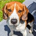 https://fr.holidog.com/ImagesPetSitters/EC1189DB-44B8-46EA-AFD0-CD2F1823F065_square_120.jpg Dog's-paradise-1032213-2