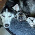 https://fr.holidog.com/ImagesPetSitters/EC30B85D-218D-4C1E-8BDF-14FD39258F7E_square_120.jpg Un-Monde-De-Chien-334729-1