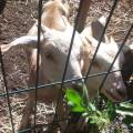 Ingénieur-Gendarme-cherche-animaux!-1093710-1