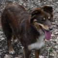 https://fr.holidog.com/ImagesPetSitters/ED0E1FD8-B8DE-4DDE-AB47-7578DC0532F9_square_120.jpg CrazyDogs-227984-2