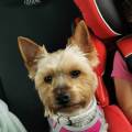 https://fr.holidog.com/ImagesPetSitters/ED11C32A-48FC-40C9-8592-B68BDFD38E22_square_120.jpg Garde-de-chien-au-plaisir--520523-1