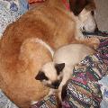 chats-choyés-,-chiens-bichonnés-53643-0