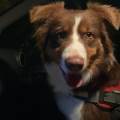 https://fr.holidog.com/ImagesPetSitters/EDCBDEA5-E5E0-4459-B269-7F2ED339F0DE_square_120.jpg Duo-sportif-&-amis-des-bêtes-1048344-1