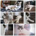 Kim-Cats-&-cie-petsitter-493114-3