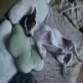 Amoureuse-des-animaux--1083171-1