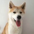 Petsitteuse-:)-402930-1