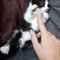 https://fr.holidog.com/ImagesPetSitters/EE7E121B-2A1F-4C51-88F1-A2872C0F02D6_square_120.jpg Un-amour-pour-les-boules-de-poils-390354-3