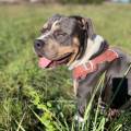 https://fr.holidog.com/ImagesPetSitters/EF7C52A7-AE9C-4CDB-B7A7-88B73D3A20FA_square_120.jpg La-meilleure-amies-des-animaux--1104095-1
