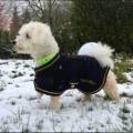 https://fr.holidog.com/ImagesPetSitters/EF900229-3054-482E-9CAA-1433CCA6A6C3_square_120.jpg --437521-1
