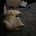 https://fr.holidog.com/ImagesPetSitters/F052E137-6345-408C-95AE-CA82648243B8_square_120.jpg 1102272-3