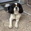 https://fr.holidog.com/ImagesPetSitters/F090B4A9-2B20-4740-ABF3-D6E2BD3030B0_square_120.jpg Garde-chiens-chats-et-NAC--1181286-1