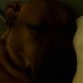 https://fr.holidog.com/ImagesPetSitters/F0980568-1B37-408B-A96E-C92614DED4B2_square_120.jpg L'-arche-de-Miluzo-474591-3