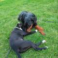 https://fr.holidog.com/ImagesPetSitters/F0AEEB93-29AF-4903-BD9A-CF17C3300751_square_120.jpg Rudy-amoureux-des-animaux-☺️-1054754-3