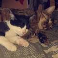 https://fr.holidog.com/ImagesPetSitters/F10A8B0A-22A8-48AE-BCCA-DE56843791CB_square_120.jpg Au-bonheur-des-animaux--440187-0