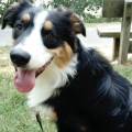 https://fr.holidog.com/ImagesPetSitters/F1109CA1-5B61-4889-8477-EDF4527F473C_square_120.jpg The-Dog-Lover-351238-3