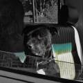 https://fr.holidog.com/ImagesPetSitters/F1278FD3-4242-4EA6-93EB-39A2AA821C79_square_120.jpg 336377-0